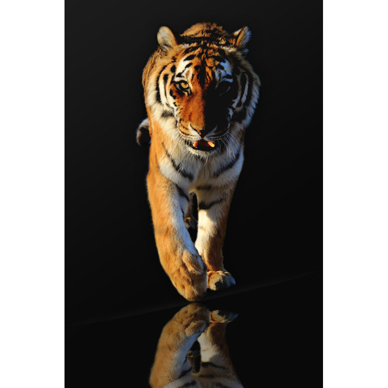 Walkig Tiger - Photographie sur toile tendue, H 12 po x l 8 po