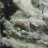 Cardyn Landscape & Nature Crystal