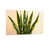 Toile tendue n'est pas disponible