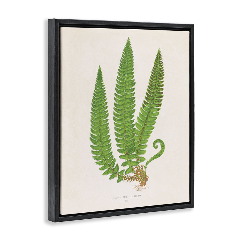 Cadre flottant Natural Fern Branch Trio, design par Phillipa Katz, Cadre flottant noir de jais, H 21 po x l 17 po