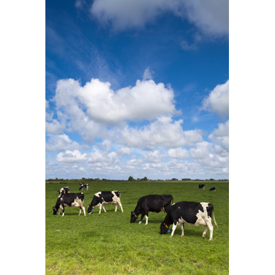 " Cows Grazing " by Ronterburg