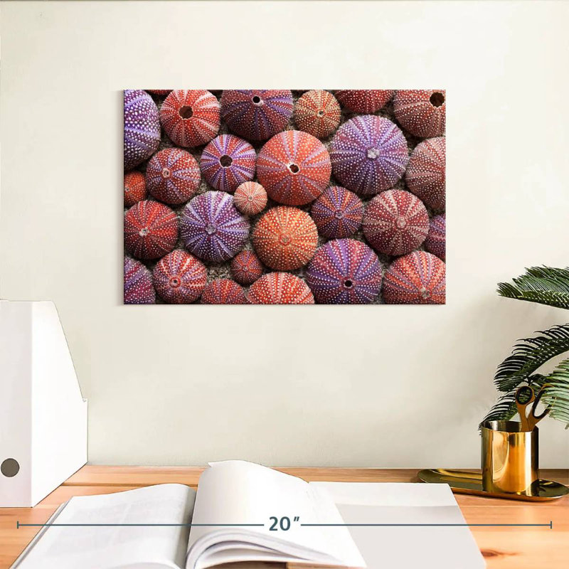 Empty Sea Urchin Shells, 8" H x 12" W