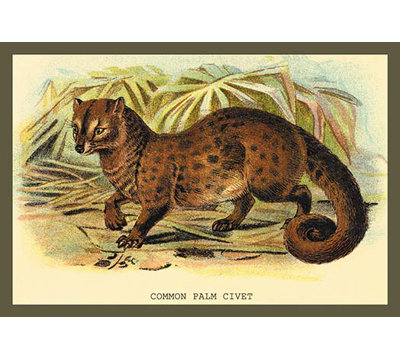 " Common Palm Civet "