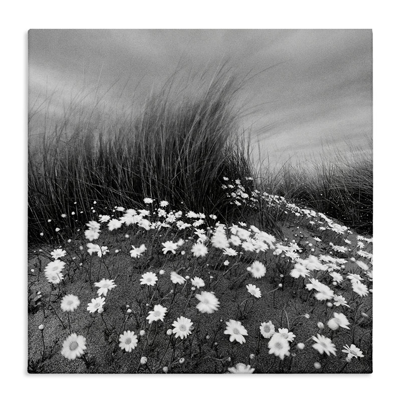 "Sand Daisies on Hill" par Chip Forelli, H 24 po x l 24 po