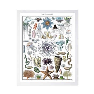 Adolphe Millot - Biologie marine
