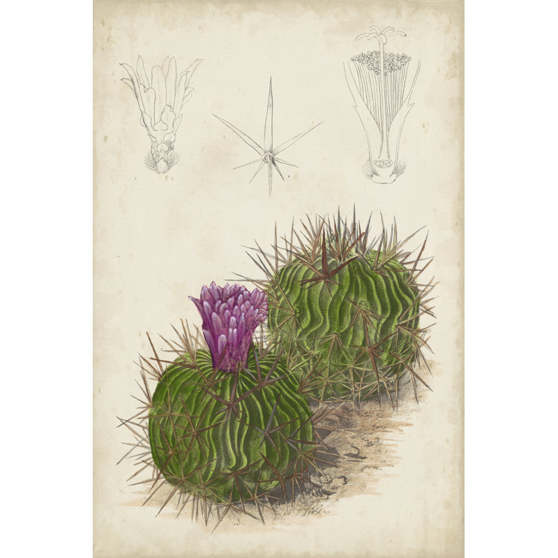 Antique Cactus II -  Painting, 30 cm H x 20 cm W, Wrapped Canvas