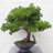 50cm Faux Plant in Ceramic Pot
