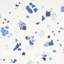 Schumacher X Backdrop Fairfarren Wallpaper-1974828280