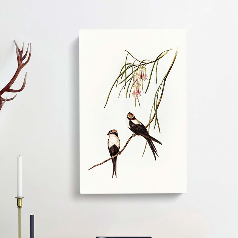 White Breasted Swallows by Elizabeth Gould - Wrapped Canvas, 50cm H x 35cm W x 3cm D