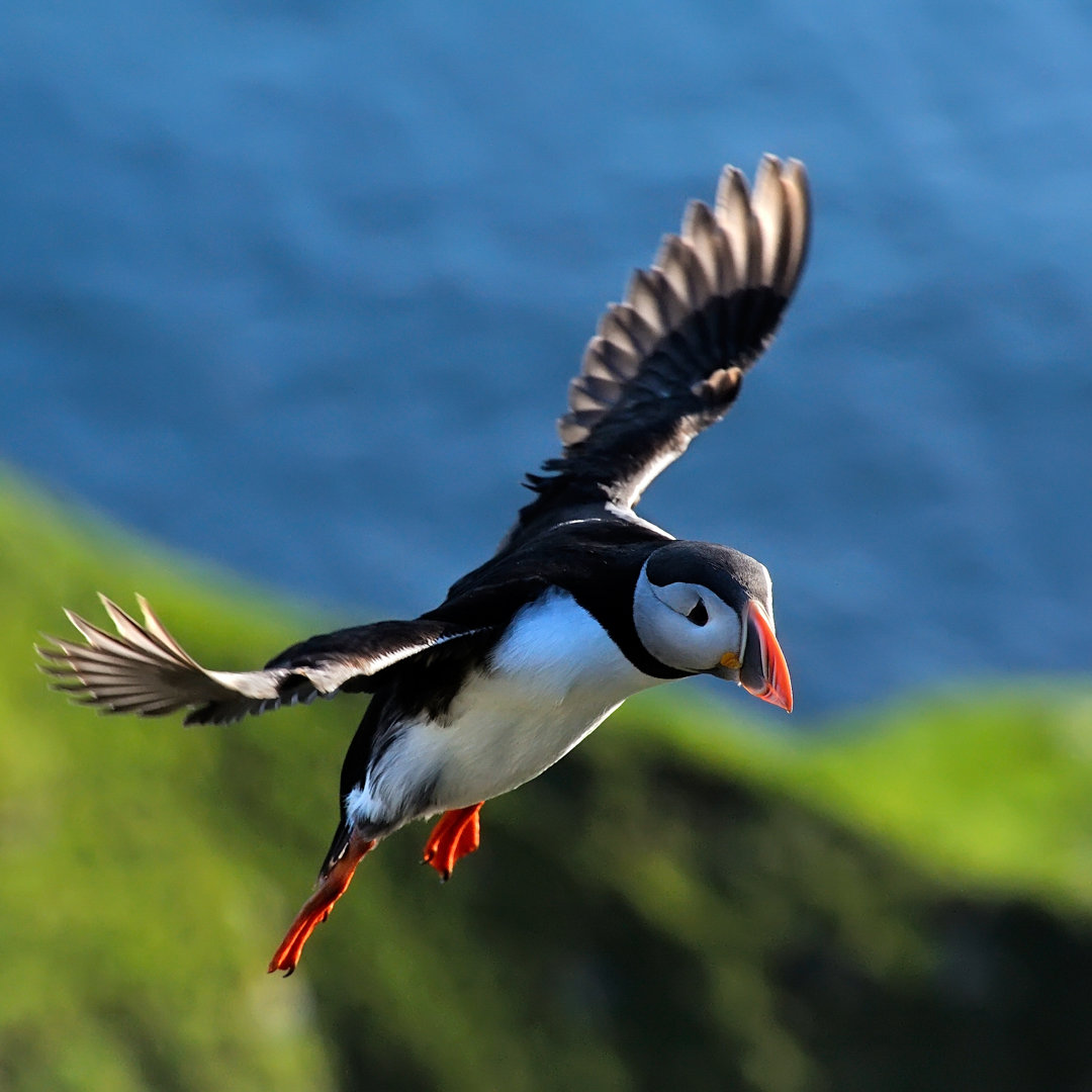 Papageientaucher fliegen (fratercula arctica)