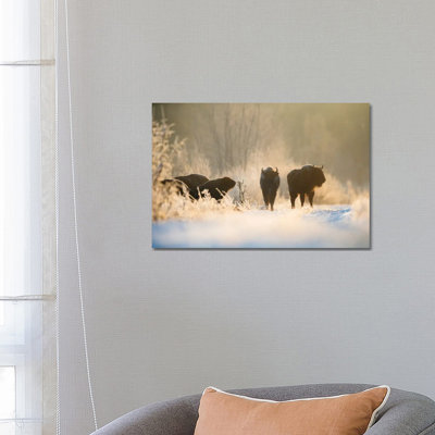 Bison In Winter Landscape by Mateusz Piesiak - Wrapped Canvas Print