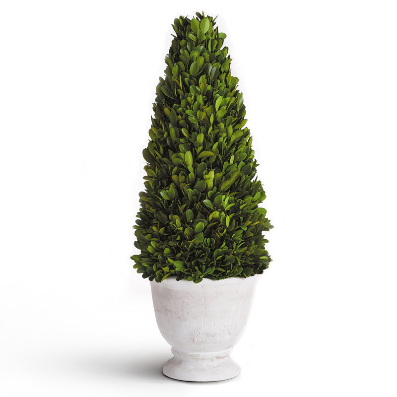 20'' Boxwood Topiary in Ceramic Pot