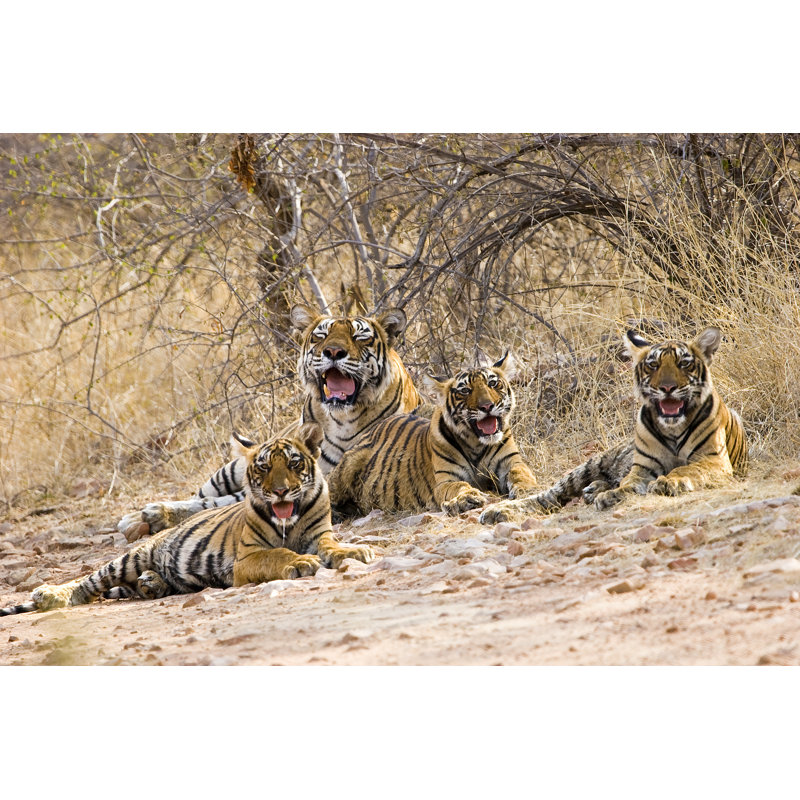 Royal Tiger Family - Wrapped Canvas Print, 30cm H x 46cm W x 3.8cm D
