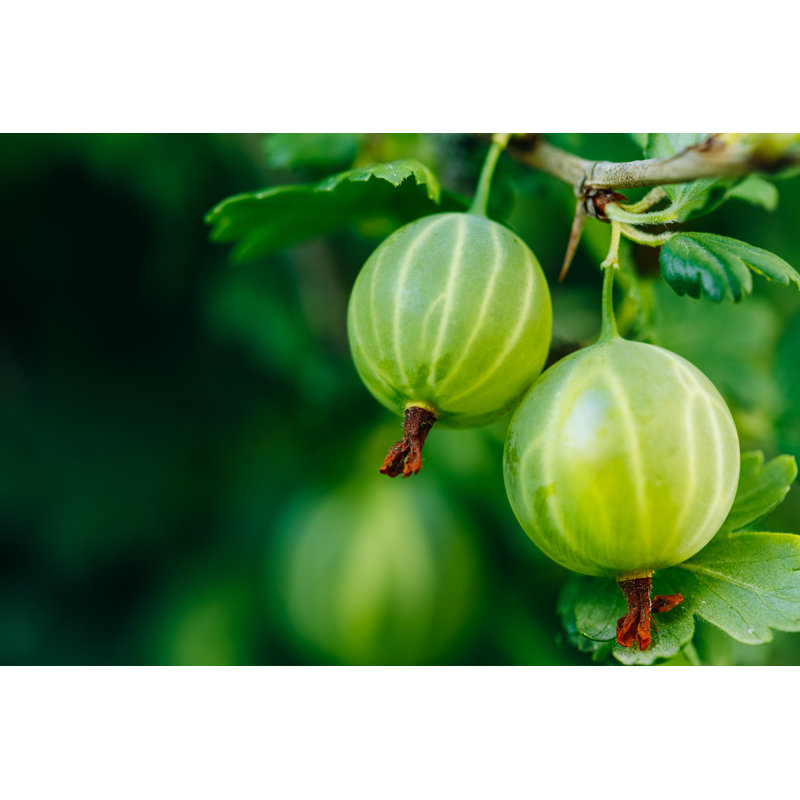 Green Gooseberries - Wrapped Canvas Print, 81cm H x 122cm W x 3.8cm D