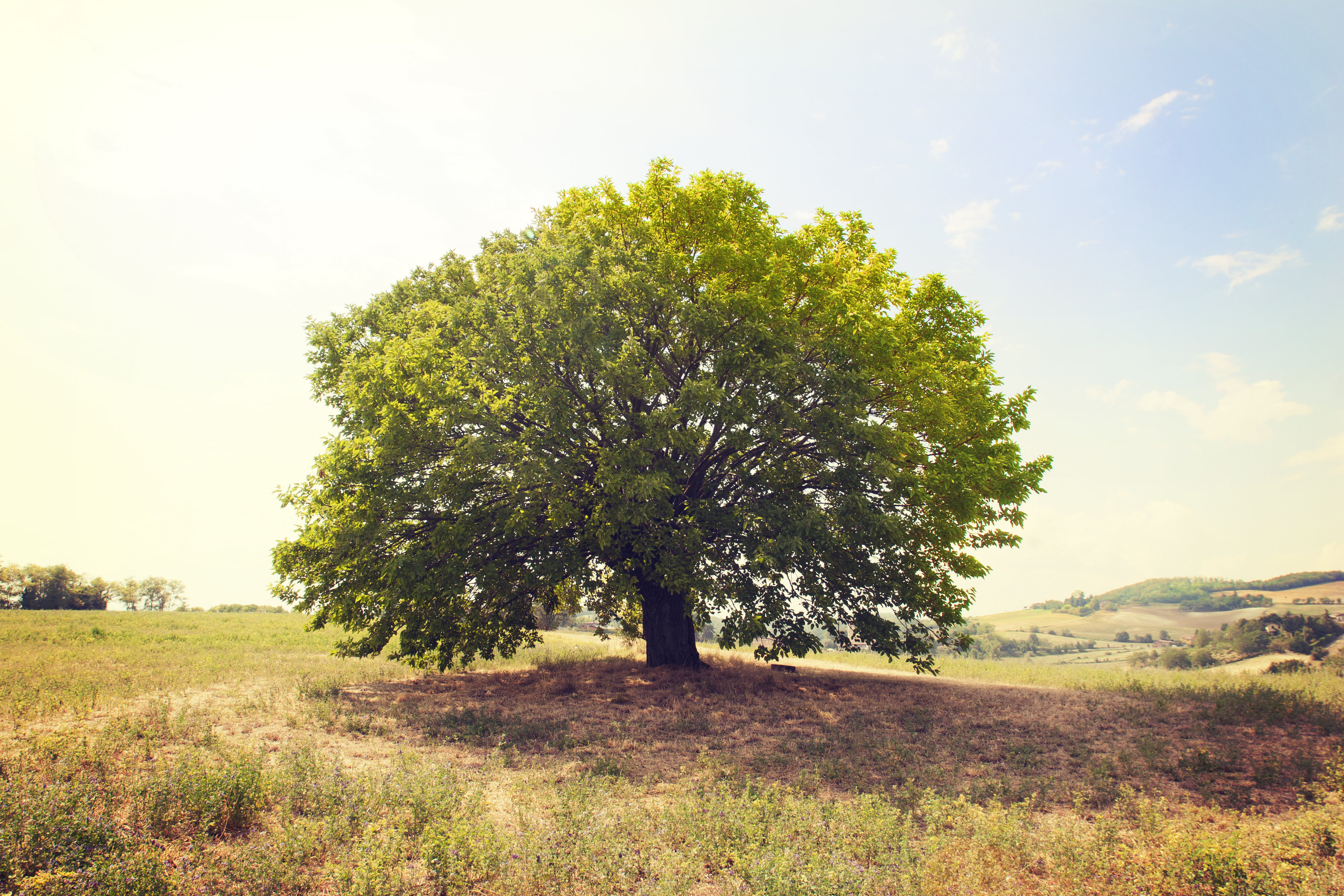 Ebern Designs Beautiful Single Beech Tree by Binabina | Wayfair