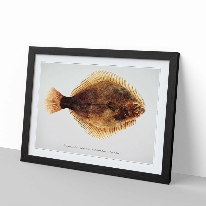 Illustration of a Greenback Flounder Fish by F.E. Clarke - Picture Frame Painting Print, 27cm H x 36cm W x 2cm D