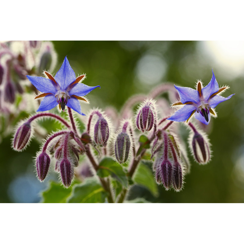 Fleurs de bourrache en gros plan (Borago Fonctionnalis) par NaturalTexture - Photographie sur toile tendue, H 8 po x l 12 po