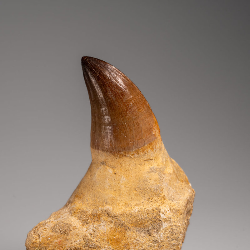 Genuine Mosasaur Tooth With Root From Morocco (135.2 Grams)