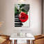 Hardie, rose rouge sur piano-108530035