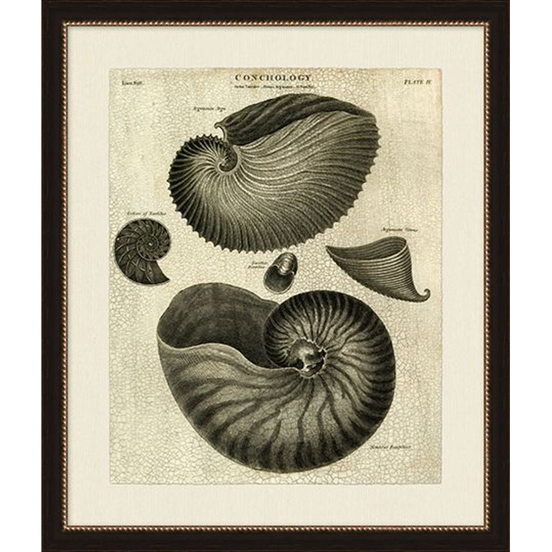Conchology II Print
