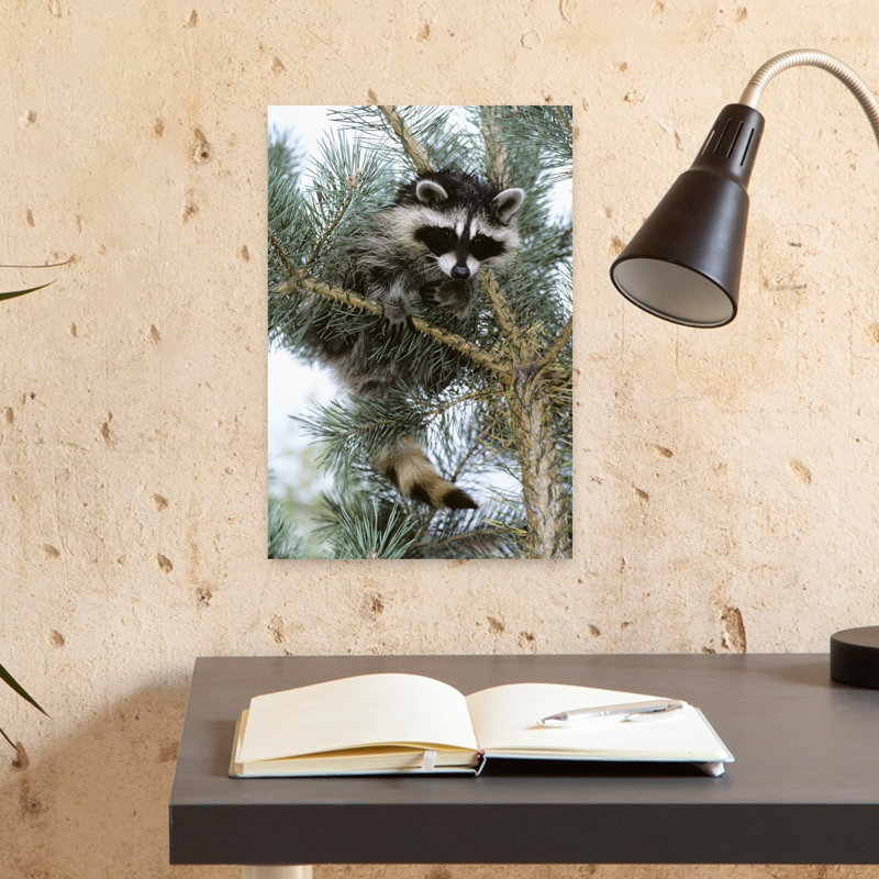 Raccoon Abstract Contemporary Pine Animal Nature Wall Art, H 18 po x l 12 po