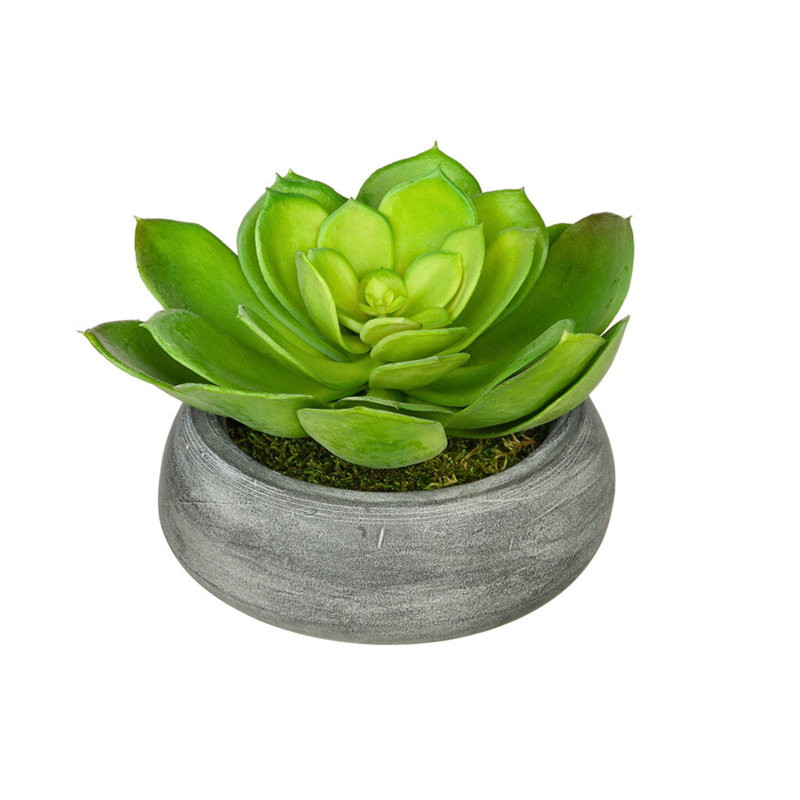 Jardinière avec succulent Echeveria artificielle, Gris, Vert