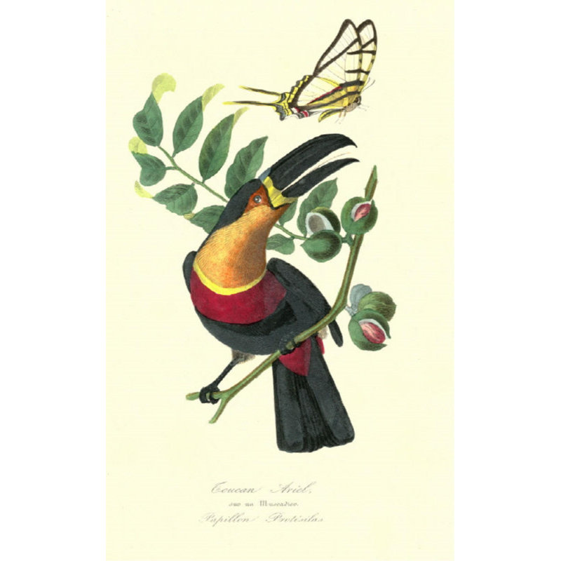 Toucan sur muscade par Porter Design - Impression sur toile, Couche de verre, H 29 po x l 18 po x P 1,5 po