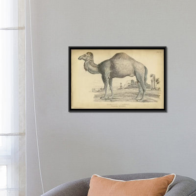« mixte dromedary », reproduction sur toile