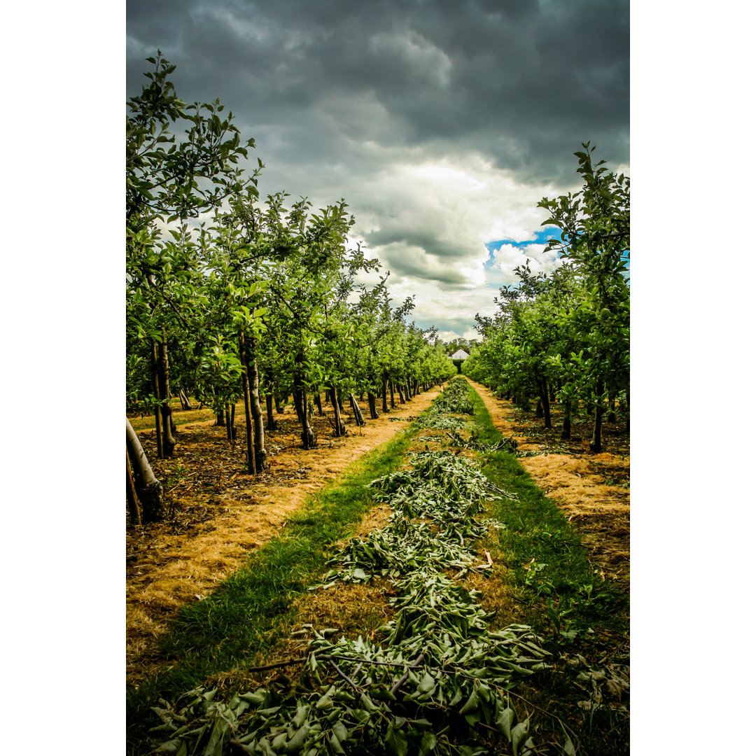 Orchard von Coldsnowstorm - Leinwandbild im Wrapped Format