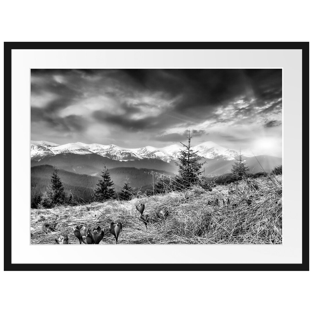 Gerahmtes Poster Krokusse auf Hochalmwiese in Alpen