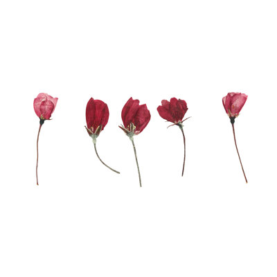 Pressed And Dried Flower Buds Of Apple - Wrapped Canvas Print