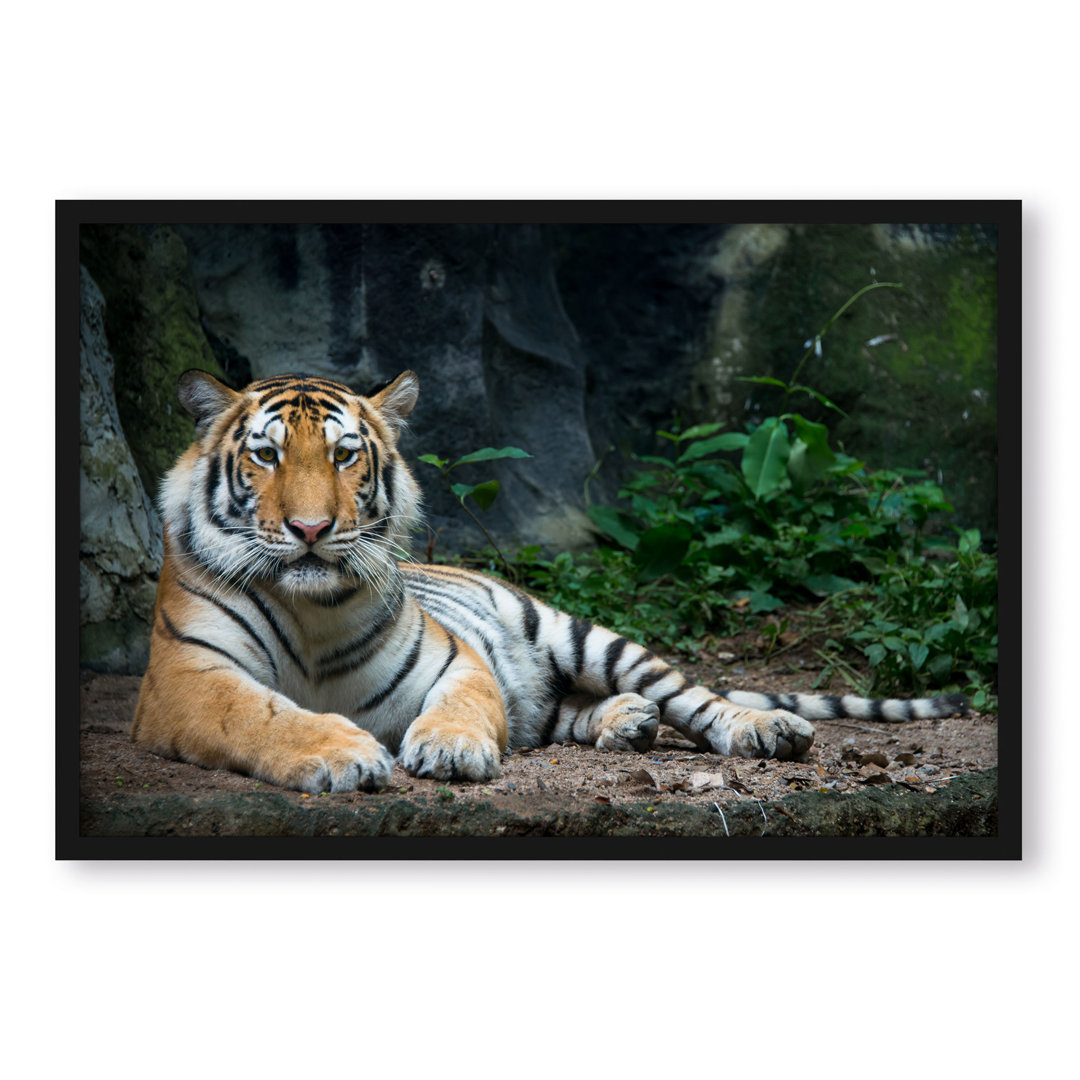 Gerahmtes Poster Lying Tiger