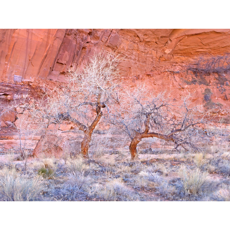 Winter Cottonwood Trees In Redrock Canyon Print by Bruce Heinemann, Wrapped Canvas, 24" H x 32" W
