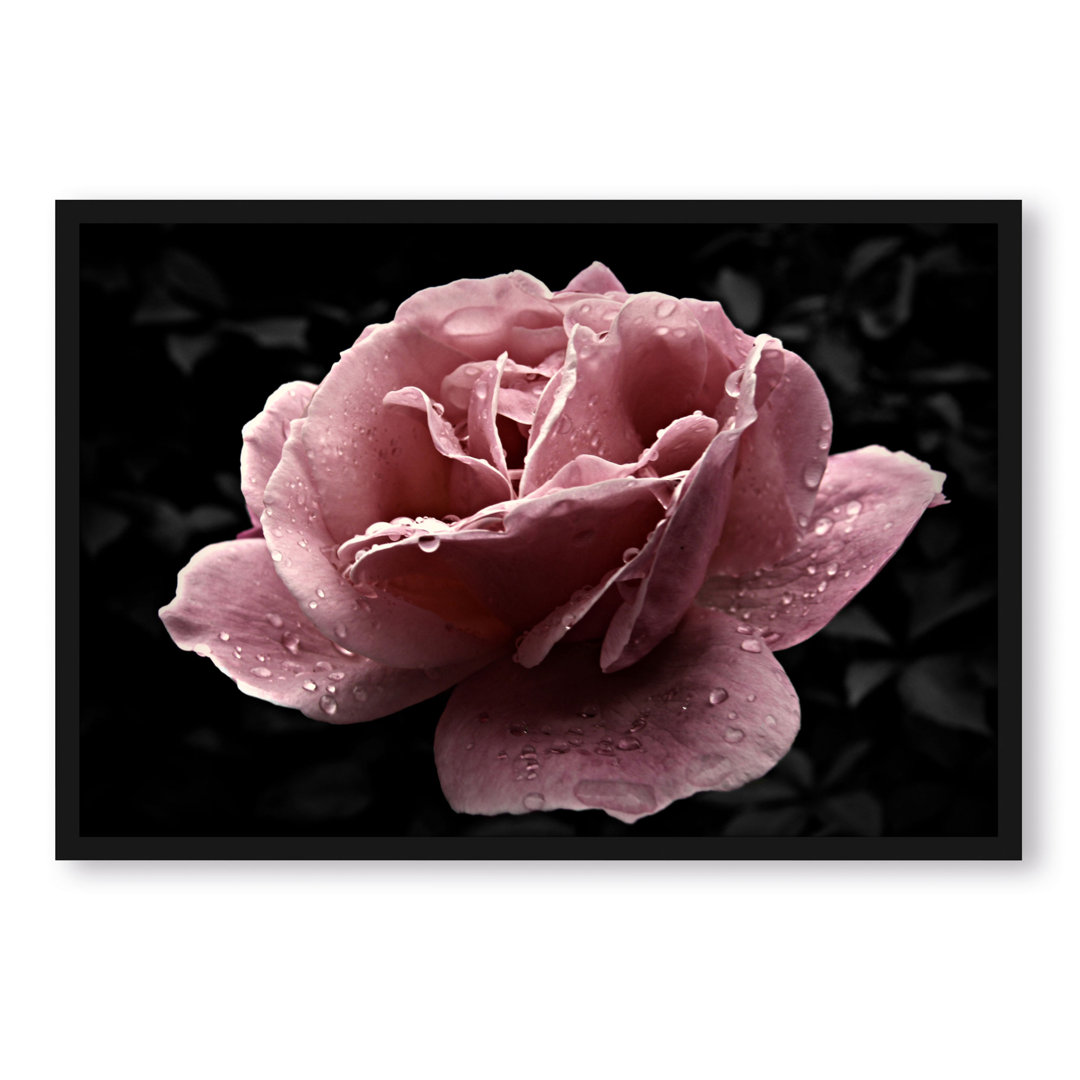 Gerahmter Grafikdruck "Delicate Pink Rose Flower"