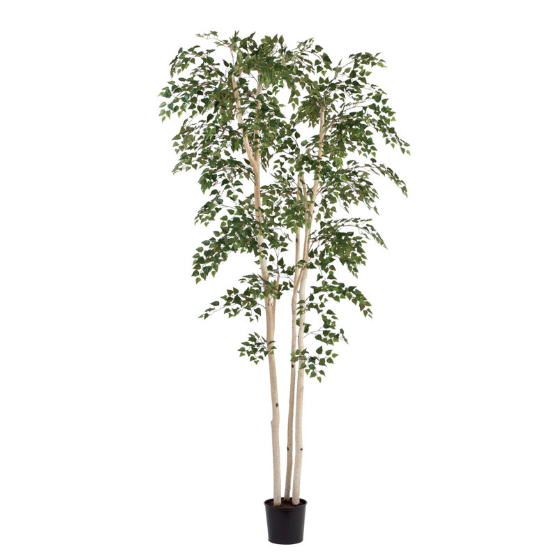 Bouleau en pot, H 96 po x l 44 po x P 38 po