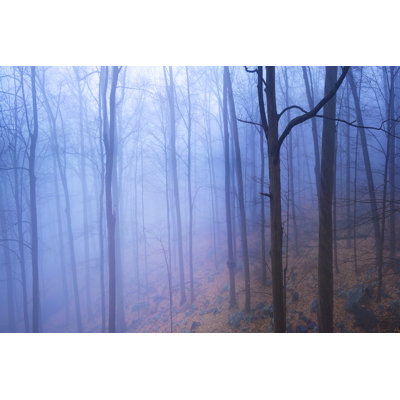 Harriman Woods VI by James McLoughlin - Wrapped Canvas Photograph