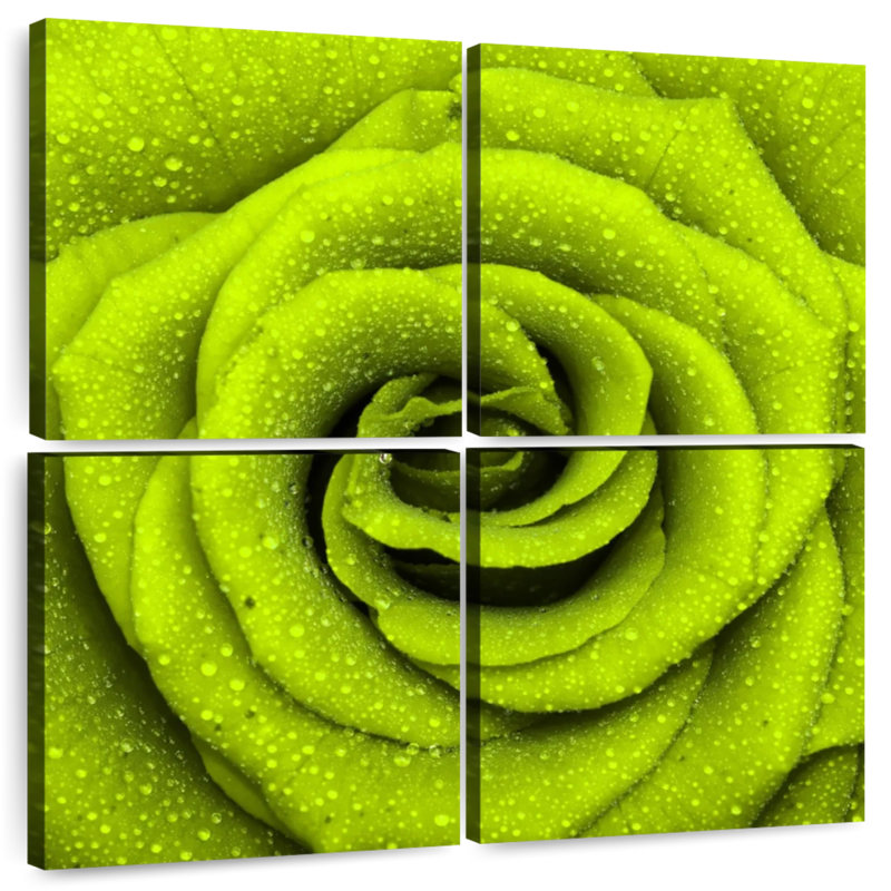 Dewy Green Rose, 26" H x 26" W