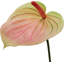 29" Anthurium - 4 Pack