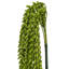 39'' Faux Senecio Succulent