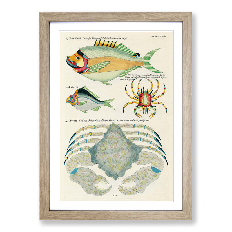 East Indies Fish & Crab Illustrations XLVIII by Louis Renard - Picture Frame Painting Print, Oak Framed