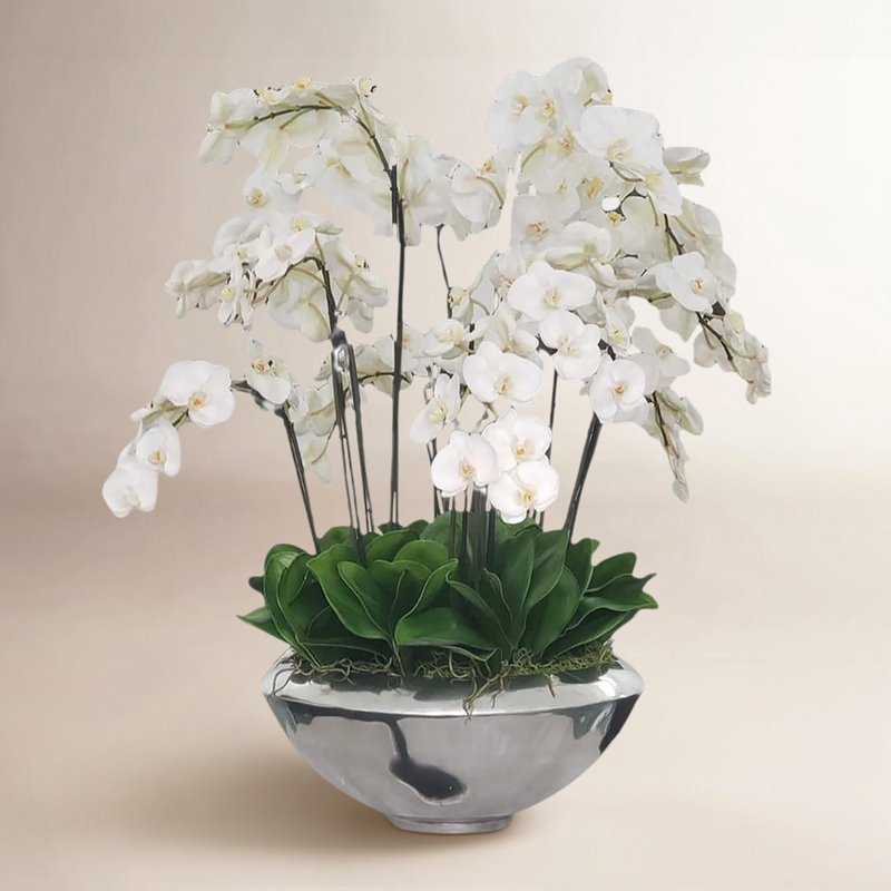 Orchid Arrangement in Planter, White