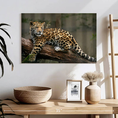 Brampt Baby Jaguar Gaze