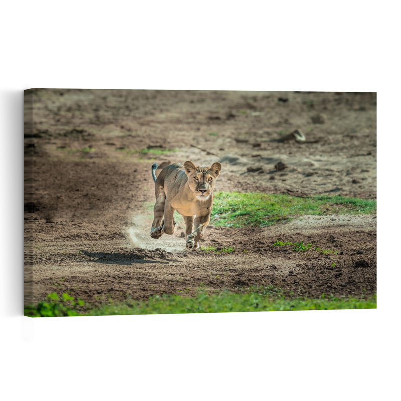 Running Wild Lioness Contemporary Cat Lion Nature Wildlife Wall Art Print by Jeffrey C. Sink - 1 Piece Wrapped Canvas Wall Art