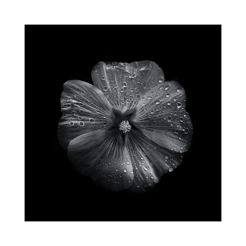 Black And White Petunia II by Brian Carson - Wrapped Canvas Print, 30.48 cm H x 30.48 cm W
