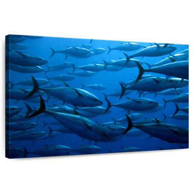 Brampt School Of Tuna Fish