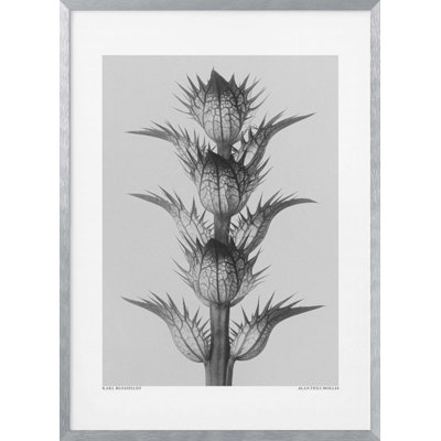 Nature Inspired "Acanthus mollis" Framed Print Wall Art