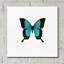 «Blue Butterfly» par PhotoINC Studio-1377104539