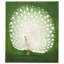 White Peacock Print by Grand Archives-1163422957-1163422958