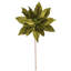 Tiges de poinsettia Clementina-1700957665