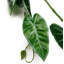 Hanging Plants 180cm Faux Foliage Plant